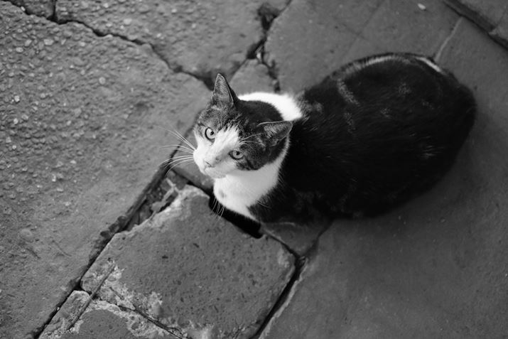 X-T5AXF33mmF1.4 R LM WRA33mmi35mmZ50mmjAF1.4A1/750bAISO3200AzCgoXFI[gAtBV~[VFACROSBeʐ^i7728×5152A24.7MBj