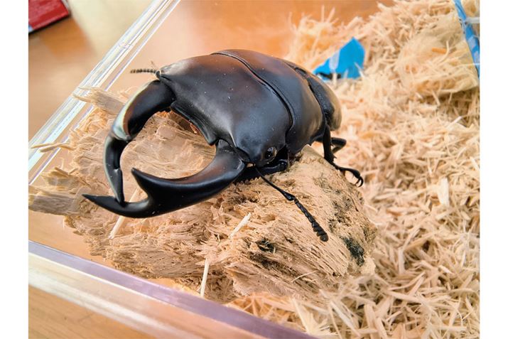 }NBe͍ŒZ2.5cmł̐ڎʂ\iTuJF}N1{j