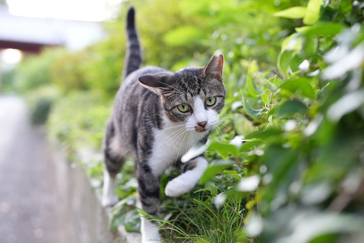 VLOGCAM ZV-E10 IIAFE 35mm F1.4 GMA35mmi35mmZ52mmjAF2A1/200bAISO400AzCgoXFI[gANGCeBubNFSTBeʐ^i6192×4128A14.8MBj