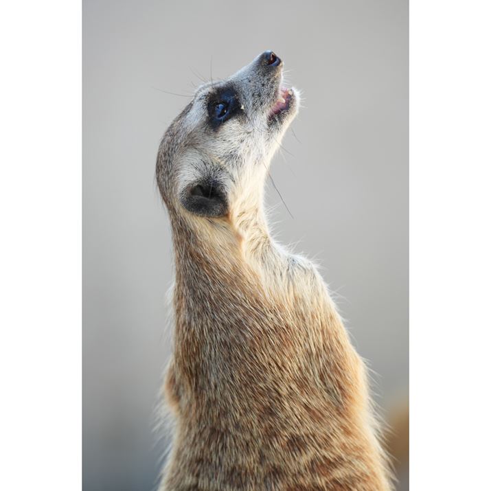 VLOGCAM ZV-E10 IIAE 70-350mm F4.5-6.3 G OSSA203mmi35mmZ305mmjAF6.3A1/125bAISO400AzCgoXFI[gANGCeBubNFSTBeʐ^i4128×6192A14.8MBj