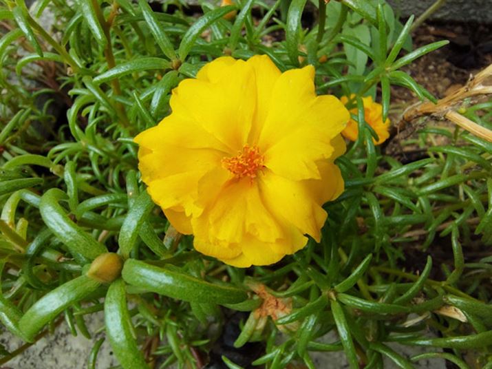 }Nł5cmقǂ̐ڎʂy߂܂