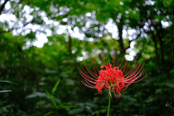 X-M5AXF27mmF2.8 R WRA27mmi35mmZ41mmjAF2.8A1/80bAISO640A-0.3EVAzCgoXFI[gAtBV~[VFVelvia/rrbhAJPEGBeʐ^i6240×4160A14.1MBj