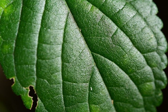 Z6IIIA90mm F/2.8 Di III MACRO VXDAF5.6A1/125bAISO100AWBFVAsN`[Rg[FrrbhBeʐ^i6048×4032A17.7MBj