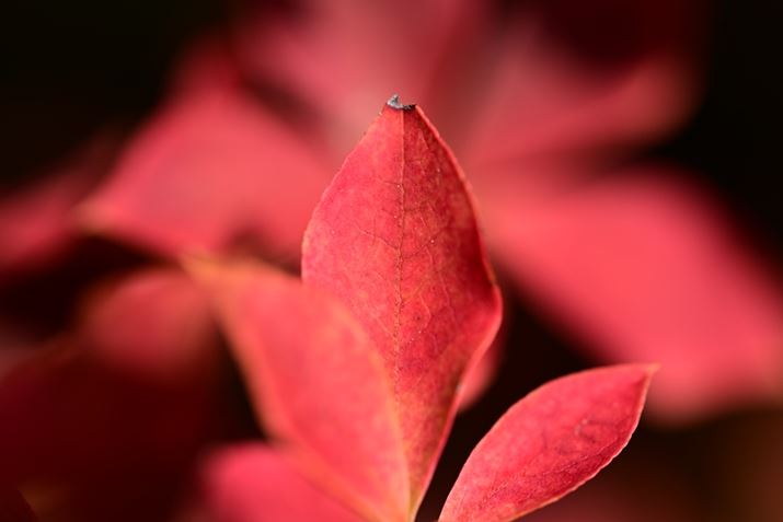 Z6IIIA90mm F/2.8 Di III MACRO VXDAF5.3A1/640bAISO100AWBFVAsN`[Rg[FrrbhBeʐ^i6048×4032A8.6MBj