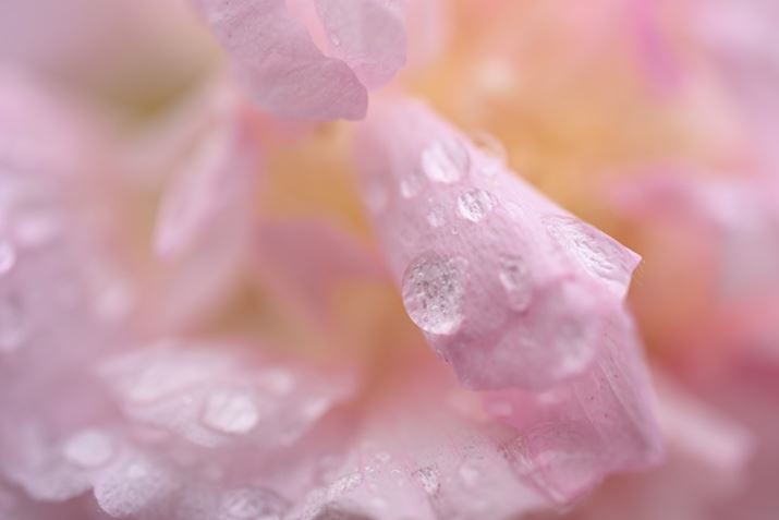 Z6IIIA90mm F/2.8 Di III MACRO VXDAF5A1/80bAISO100A+0.3EVAWBFVAsN`[Rg[FX^_[hBeʐ^i6048×4032A7.5MBj