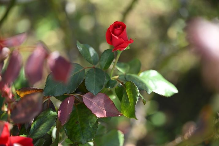 Z6IIIA90mm F/2.8 Di III MACRO VXDAF3.2A1/2000bAISO640A+0.3EVAWBFRI[gAsN`[Rg[FX^_[hBeʐ^i6048×4032A10.2MBj