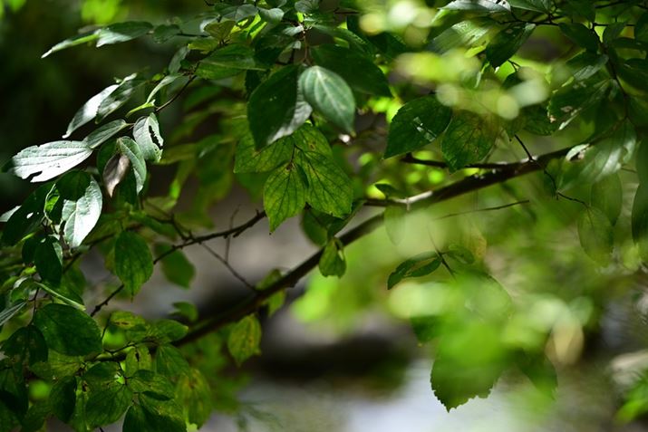 Z6IIIA90mm F/2.8 Di III MACRO VXDAF3.2A1/250bAISO100AWBFVAsN`[Rg[FrrbhBeʐ^i4032×6048A10.9MBj