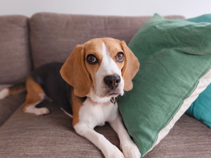 u|[g[g[hvŎBeꍇ́AuR[hvuN[hv͑IׂȂBwĩ{P͒ł