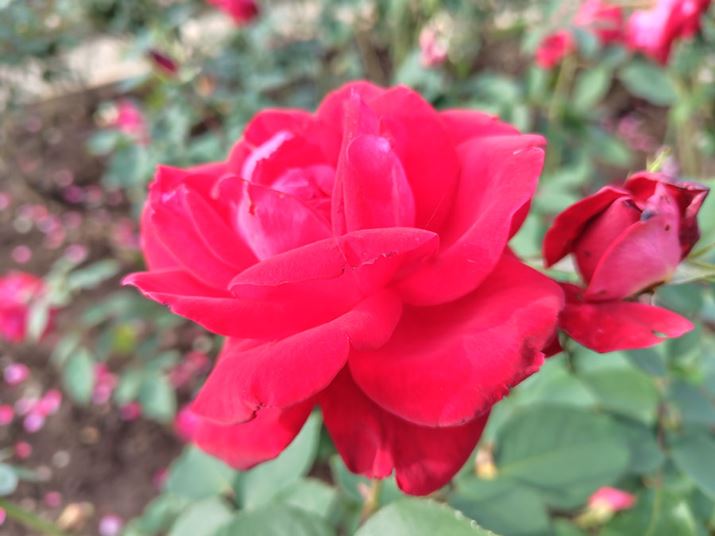 [g̃oBeBX}[gtH̃J͂Fɂ₷AF̖OaAK̕sRMM}ĂBF͓N₩