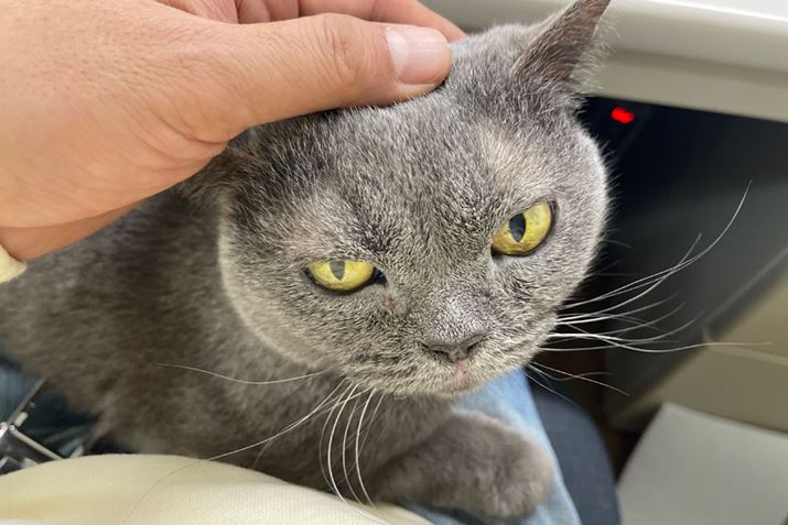 u܂łBsΒ܂ŗ􂭁vƂ\̃[B킢ǁAɋٔcc