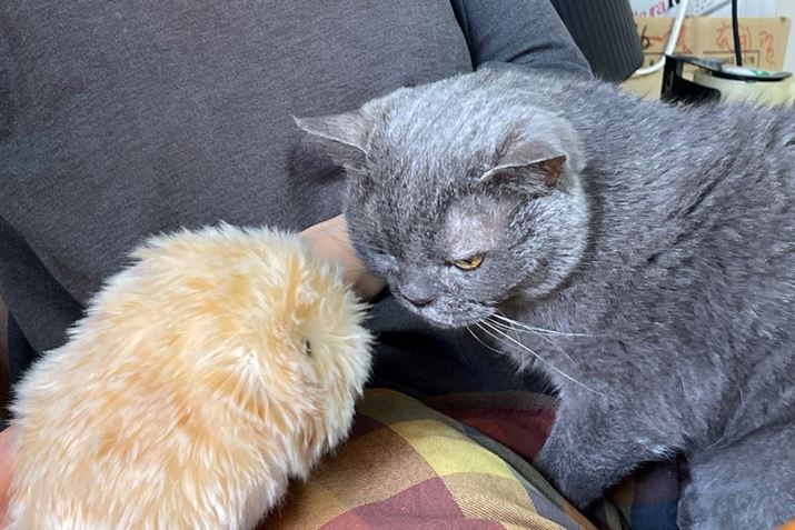 킢ŃAs[gӂFhɃK΂ZL̃[BǂĂقcc