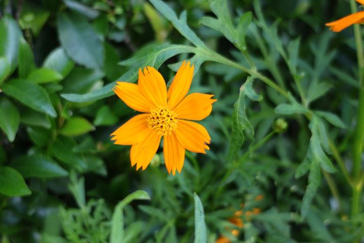 EOS R8ARF24-50mm F4.5-6.3 IS STMA50mmAV[CeWFgI[gAF6.3A1/100bAISO800