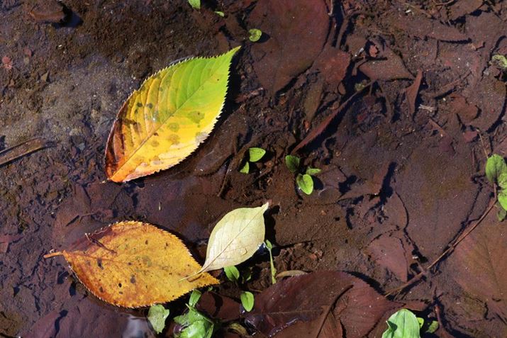 EOS R8ARF24-50mm F4.5-6.3 IS STMA50mmACeWFgI[gAF6.3A1/100bAISO100