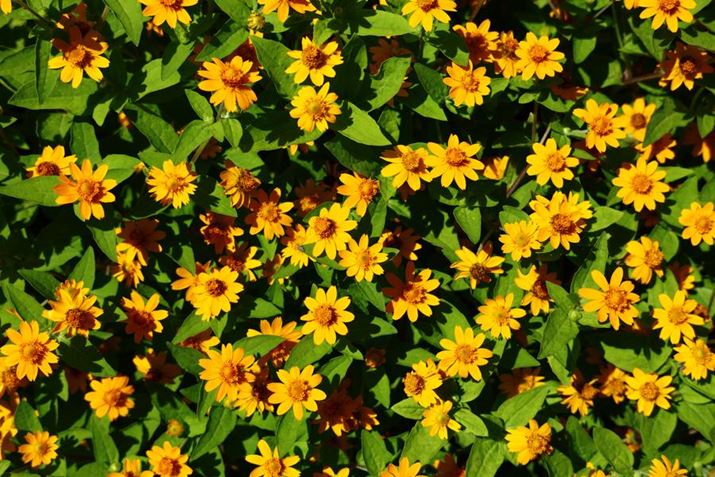 EOS R8ARF24-50mm F4.5-6.3 IS STMA50mmACeWFgI[gAF10A1/250bAISO100A邳i-1jARgXgi+3jAN₩i{3j