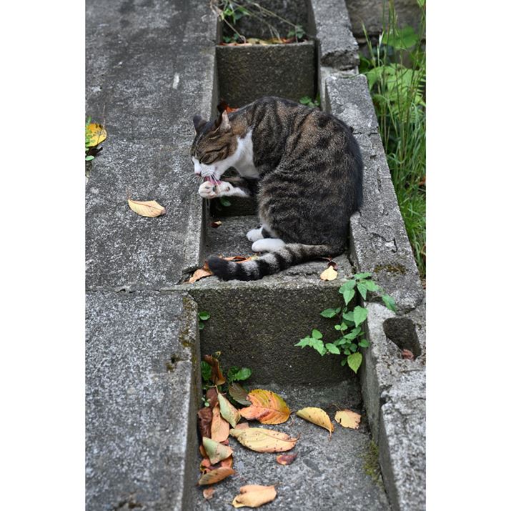 Z6IIIAZ 24-120mm f/4 SA49mmAF5.6A1/50bAISO800AzCgoXFI[gAsN`[Rg[FX^_[hBeʐ^i4032×6048A15.3MBj