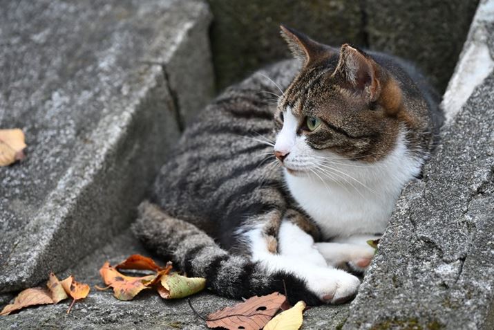 Z6IIIAZ 24-120mm f/4 SA120mmAF5.6A1/500bAISO400AzCgoXFI[gAsN`[Rg[FX^_[hBeʐ^i6048×4032A12.7MBj