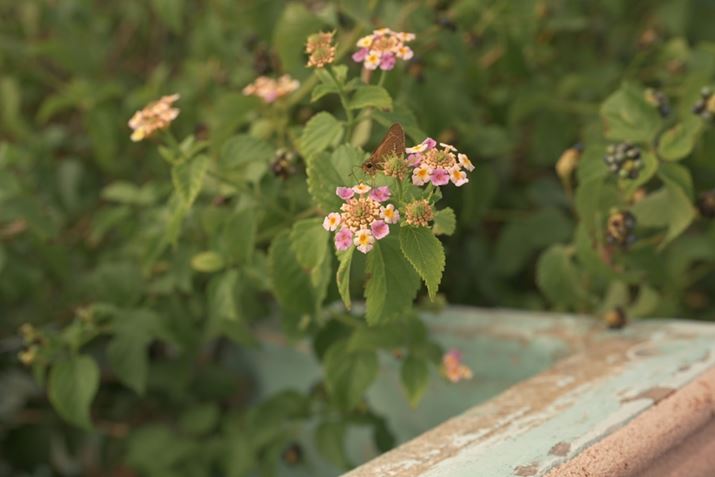 Z6IIIAZ 24-120mm f/4 SA51mmAF5.6A1/1000bAISO400AzCgoXF8000KAsN`[Rg[FIWĩJX^sN`[Rg[Beʐ^i6048×4032A8.4MBj