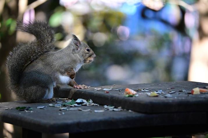 Âł̎BeArVbƑfX̓ɃsgBGg[@Ƃ͎vȂقǂ̍ExAFZ50IIANIKKOR Z DX 50-250mm f/4.5-6.3 VRA250mmAF6A1/800bAISO4000AzCgoXFI[g1AsN`[Rg[FrrbhBeʐ^i5568×3712A9.2MBj