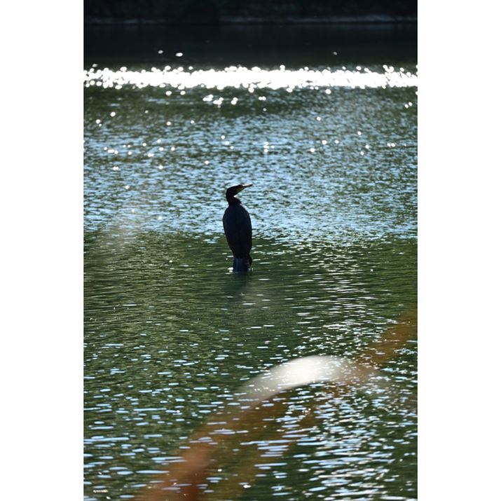 O{PƉɔ˂̂ʁBȂsg𒹂ɍ킹ĂꂽZ50IIANIKKOR Z DX 50-250mm f/4.5-6.3 VRA250mmAF6.3A1/1000bAISO800AzCgoXFVAsN`[Rg[FiBeʐ^i3712×5568A10.7MBj