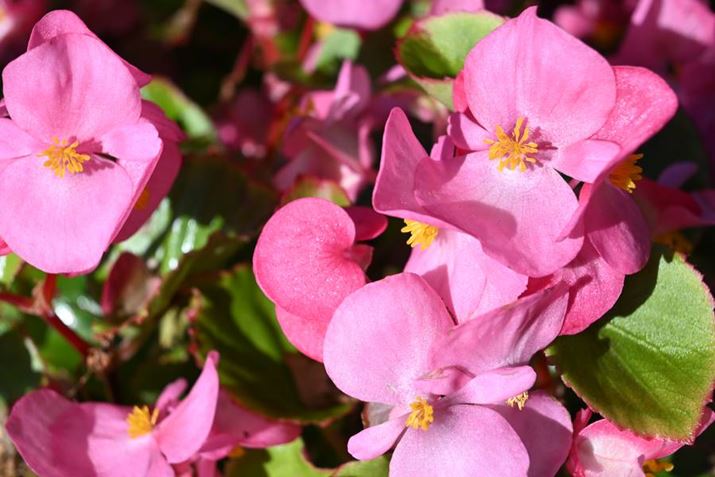 I[g[hŎBeBԂɊ邱ƂŁAwiڂƂĂꂽB̂悤ɃI[g[h͑_ɉāAiVb^[xȂǂĂB̑_ɑ΂鐸x̍Vɋꂽ|CgZ50IIANIKKOR Z DX 16-50mm f/3.5-6.3 VRA50mmAF6.3A1/500bAISO100AzCgoXFI[g1AsN`[Rg[FI[gBeʐ^i5568×3712A9.1MBj