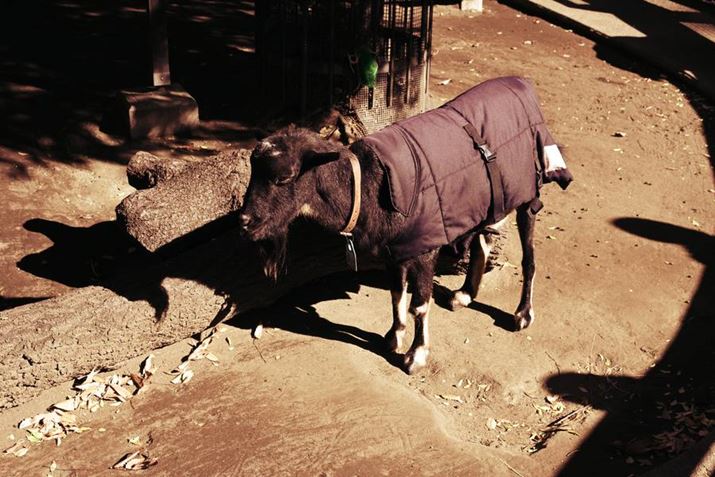 Z50IIANIKKOR Z DX 16-50mm f/3.5-6.3 VRA36mmAF8A1/250bAISO220AzCgoXFI[g1AsN`[Rg[FbhBeʐ^i5568×3712A11.6MBj