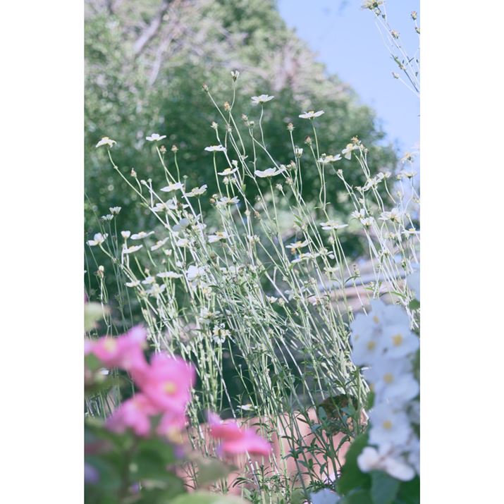 Z50IIANIKKOR Z DX 16-50mm f/3.5-6.3 VRA48mmAF6A1/250bAISO320A+0.7EVAzCgoXFI[g1AsN`[Rg[FsABeʐ^i3712×5568A8.4MBj