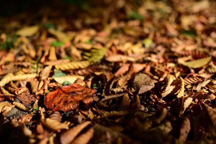 Z50IIANIKKOR Z DX 24mm f/1.7A24mmAF1.7A1/3200bAISO100AzCgoXFVAsN`[Rg[FrrbhBeʐ^i5568×3712A8.0MBj