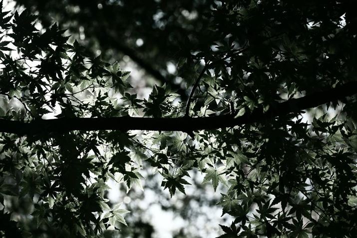 Z50IIANIKKOR Z DX 50-250mm f/4.5-6.3 VRA91mmAF5A1/2500bAISO800A-0.3EVAzCgoXFI[g1AsN`[Rg[Fu[`Beʐ^i5568×3712A8.7MBj