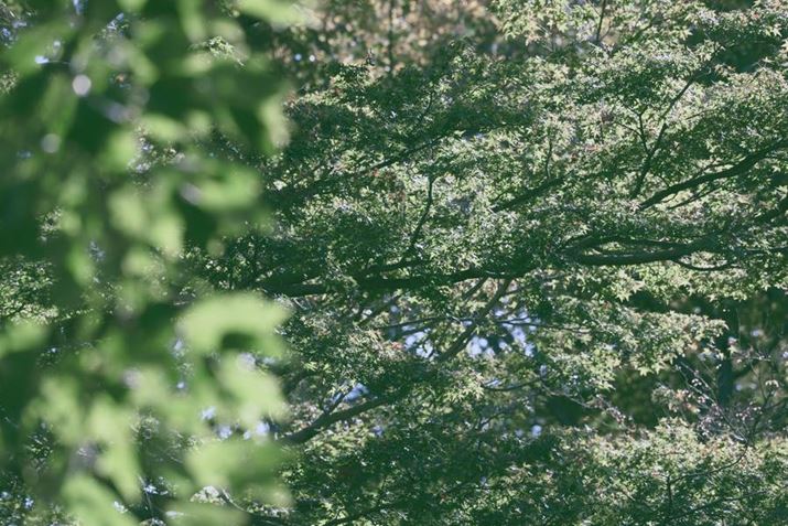 Z50IIANIKKOR Z DX 50-250mm f/4.5-6.3 VRA250mmAF11A1/400bAISO800AzCgoXFI[g1AsN`[Rg[FsABeʐ^i5568×3712A11.0MBj