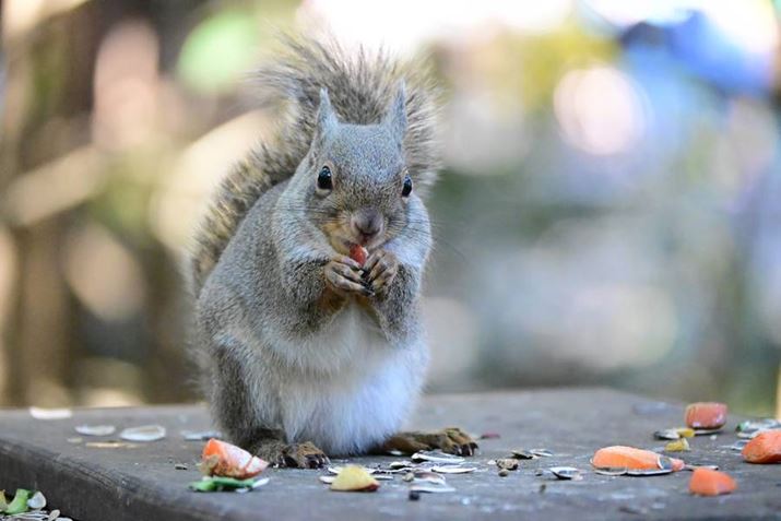 Z50IIANIKKOR Z DX 50-250mm f/4.5-6.3 VRA210mmAF6A1/1000bAISO12800A{0.7EVAzCgoXFI[g1AsN`[Rg[FrrbhBeʐ^i5568×3712A11.6MBj