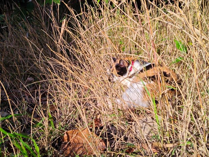 2{Y[ł̎BeB掿򉻂͔rI}Ă