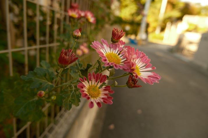 X-M5AXC15-45mmF3.5-5.6 OIS PZA15mmi35mmZ23mmjAF3.5A1/150bAISO160AzCgoXFI[gAtBV~[VFmX^WbNlKBeʐ^i6240×4160A11.3MBj