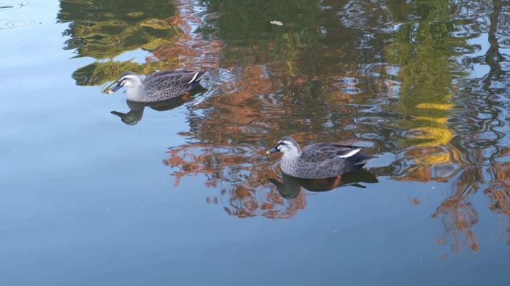 uX-M5v؂o摜BBełʑ̌oAF͗Lɓ܂