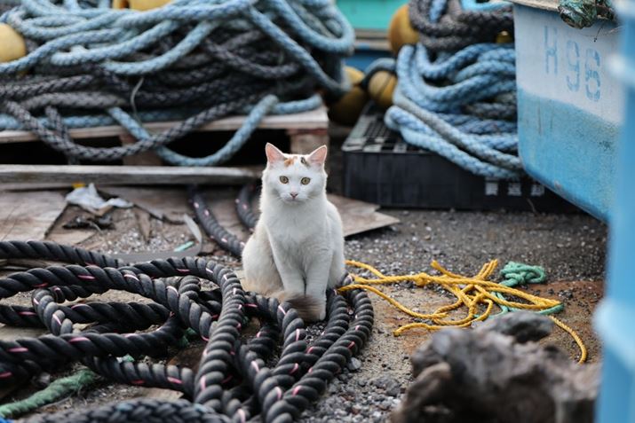 EOS R5 Mark IIARF28-70mm F2.8 IS STMA70mmAF2.8A1/640bAISO400A-0.3EVAzCgoXFI[gAsN`[X^CFX^_[hBeʐ^i8192×5464A18.2MBj