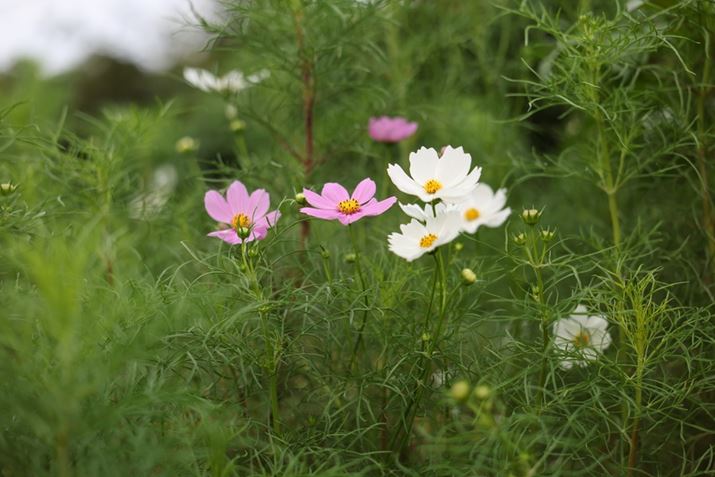 EOS R5 Mark IIARF28-70mm F2.8 IS STMA70mmAF2.8A1/160bAISO100AzCgoXFI[gAsN`[X^CFX^_[hBeʐ^i8192×5464A15.8MBj