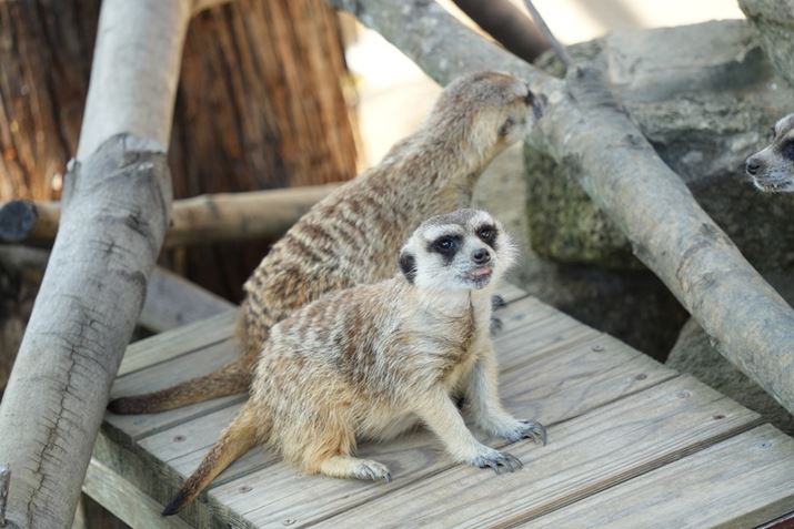 hRapidhŁgsilenthȖ̂ǂAp\ɁAŐÂAFXebsO[^[łB\VvȂ̂ŃY{̂̏^ɂ^܂7C IIA28-200mm F/2.8-5.6 Di III RXDA158mmAF5.6A1/320bAISO1000AzCgoXFI[gANGCeBubNFST