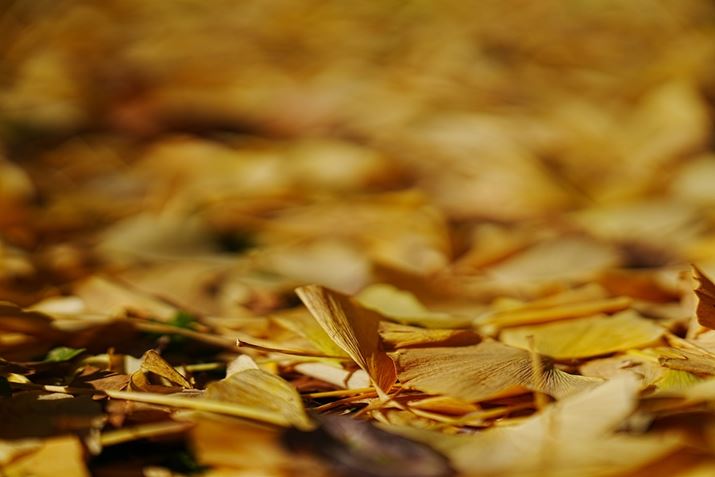 ][70mmŎBeBC`E̗tőO{PBsg̍ƃ{P̃n7R VAFE 28-70mm F2 GMA70mmAF2A1/8000bAISO100A-0.3EVAWBFI[gANGCeBubNFVV2AcȎFI[gBeʐ^i9504×6336A40.7MBj