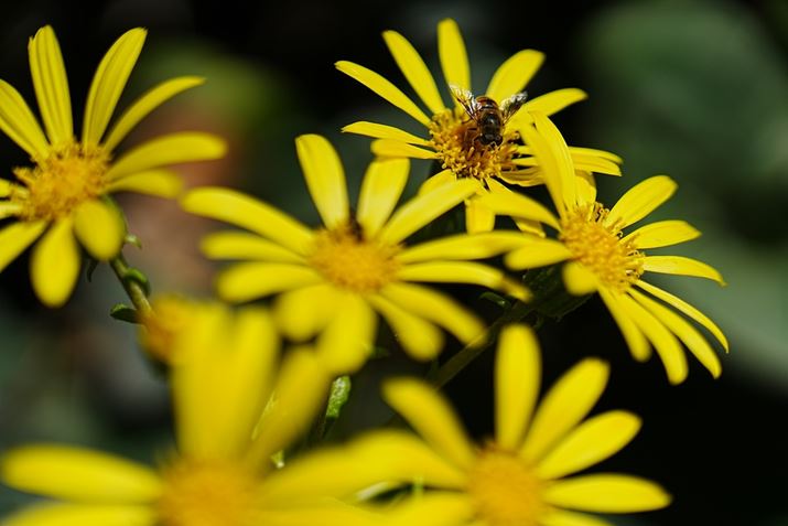 7R VAFE 28-70mm F2 GMA70mmAF2A1/6400bAISO100A-0.3EVAWBFI[gANGCeBubNFVV2AcȎFI[gBeʐ^i9504×6336A37.9MBj