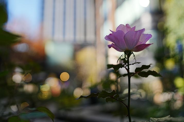 7R VAFE 28-70mm F2 GMA28mmAF2A1/1000bAISO100A-0.7EVAWBFI[gANGCeBubNFVV2AcȎFI[gBeʐ^i9504×6336A38.1MBj