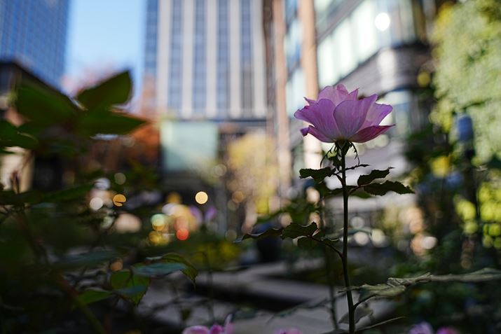 7R VAFE 24-70mm F2.8 GMA24mmAF2.8A1/640bAISO100A-0.7EVAWBFI[gANGCeBubNFVV2AcȎFI[gBeʐ^i9504×6336A37.4MBj