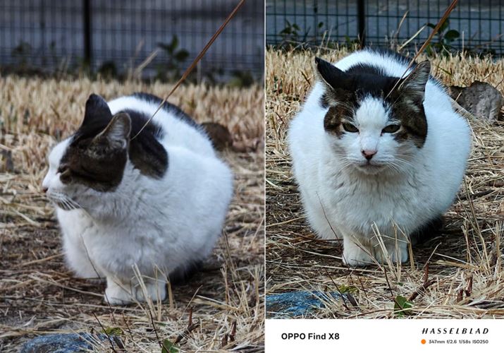 ]ŔLBeBuXiaomi 14 Ultravij͂sgÂAuOPPO Find X8viEj͕␳̂pLbƂ߂Ă