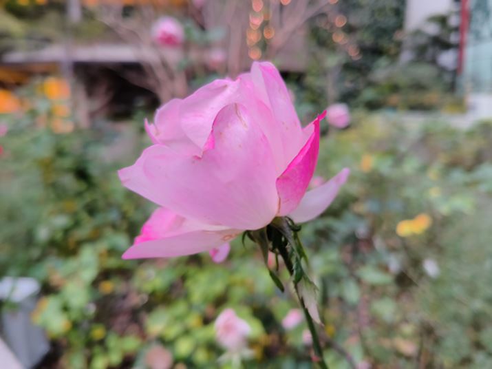 |[g[g[hŉԂBe܂Bwîڂ͑傫A֊šoRł