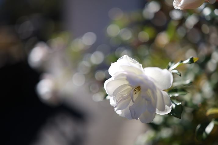 EOS R5 Mark IIARF50mm F1.4 L VCMAF1.4A1/6400bAISO100AzCgoXFI[gi͋CDjAsN`[X^CFX^_[hBeʐ^i8192×5464A12.2MBj