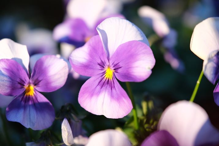 X-T5AXF16-55mmF2.8 R LM WR IIA55mmi35mmZ84mmjAF2.8A1/480bAISO400AzCgoXFI[gAtBV~[VFPROVIA/X^_[hBeʐ^i7728×5152A16.2MBj