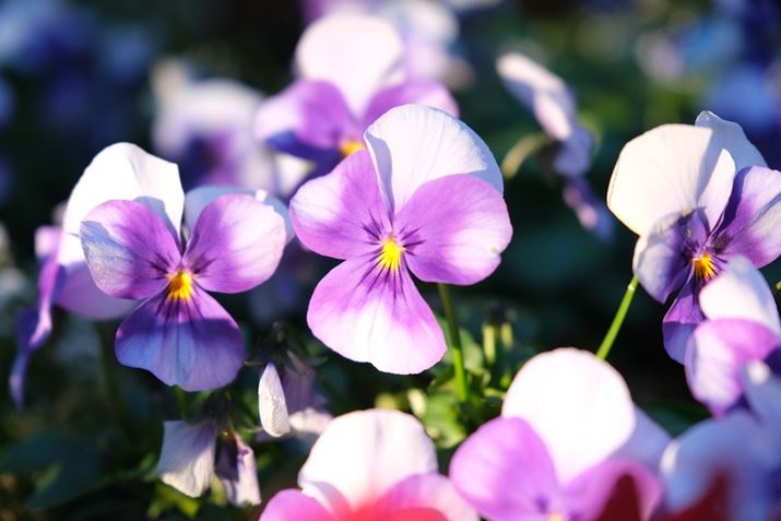 X-T5AXF16-55mmF2.8 R LM WR IIA55mmi35mmZ84mmjAF2.8A1/420bAISO400AzCgoXFI[gAtBV~[VFPROVIA/X^_[hBeʐ^i7728×5152A16.7MBj