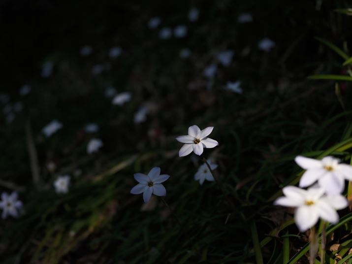 GFX100RFA45mmi35mmZ36mmjAF4A1/450bAISO80A-2.7EVAzCgoXFI[gi͋CDjAtBV~[VFREALA ACEAfW^eRgpAJPEGBeʐ^i9056×6792A21.1MBj