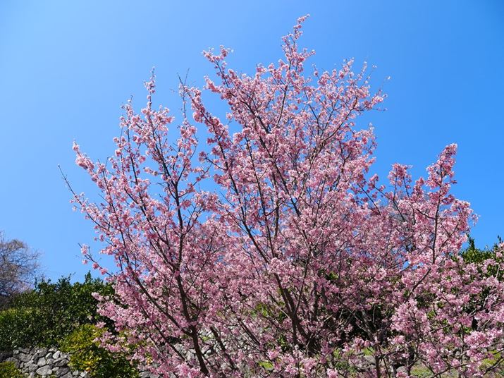 Ԍn̍ʓxɒBeB̉Ԃт炪Ō܂OM-3AM.ZUIKO DIGITAL ED 12-45mm F4.0 PROA12mmi35mmZ24mmjAF5.6A1/640bAISO200A+0.7EVAzCgoXFVAdオݒFCOLOR2inCCgF+3AVhEF-3ARgXgF-1j