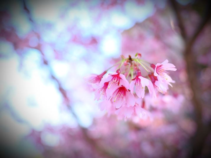 OM-3AM.ZUIKO DIGITAL 17mm F1.8 IIA17mmi35mmZ34mmjAF2A1/500bAISO200A+2.0EVAzCgoXFVAdオݒFCOLOR2inCCgF+3AVhEF-3AVF[fBOʁF-2ARgXgF-1jBeʐ^i5184×3888A10.0MBj