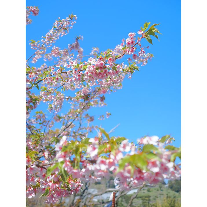 ̂₳ۂɎdグāuJ[vt@CRg[vW炩ȐF́uCOLOR4vɐݒBnƐԌn̍ʓx߂ɐݒ肵Â`ʂڎw܂BȉA3͓ݒŎBeĂ܂OM-3AM.ZUIKO DIGITAL 17mm F1.8 IIA17mmi35mmZ34mmjAF2A1/3200bAISO200A+1.3EVAzCgoXFJX^i4600KjAdオݒFCOLOR4inCCgF-7AVhEF+6ARgXgF+1j