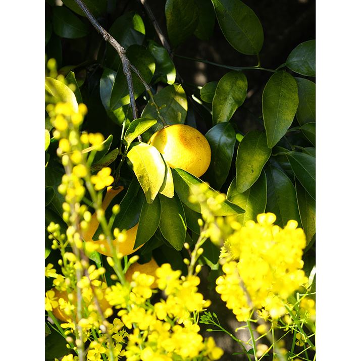 OM-3AM.ZUIKO DIGITAL ED 12-45mm F4.0 PROA45mmi35mmZ90mmjAF4A1/400bAISO200A-0.3EVAzCgoXFVAdオݒFCOLOR2inCCgF+3AVhEF-3ARgXgF-1j